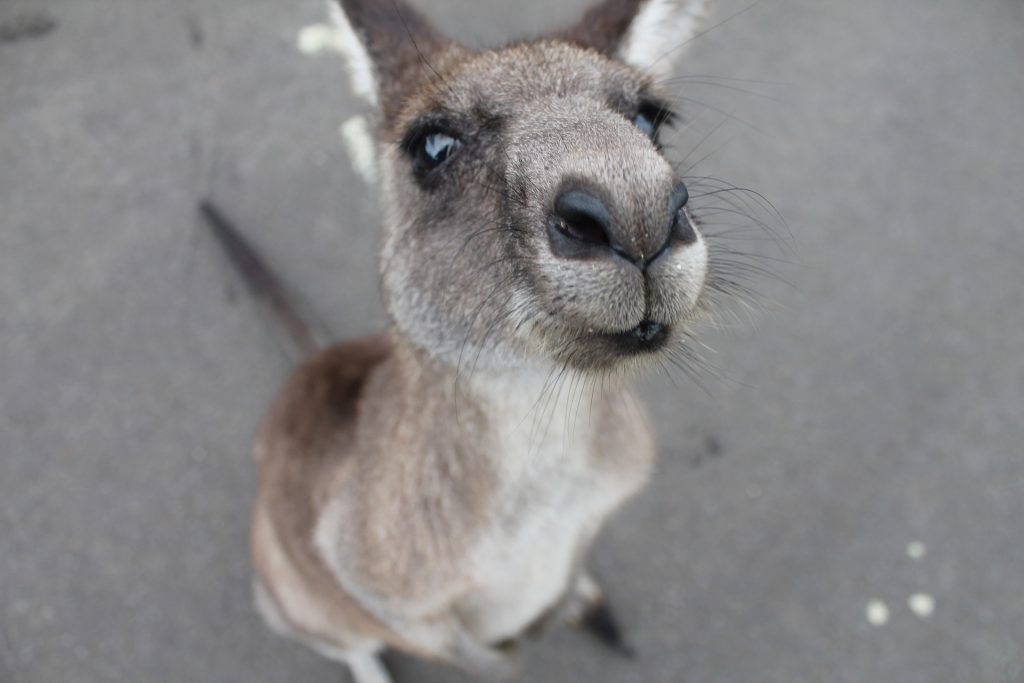 kangaroo 1149807 1920