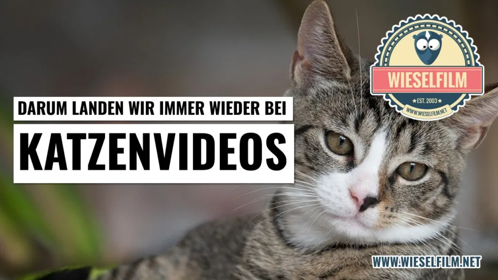 Darum landen wir immer wieder bei Katzenvideos